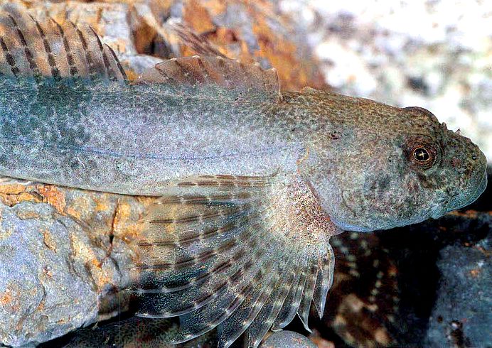 Cottus hispaniolensis_07.jpg